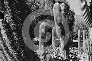 Greyscale closeup of cacti in the Quebrada de Humahuaca, located in Argentina