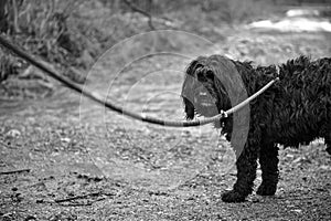 Greyscale closeup shot of a black hairy dog with a leash