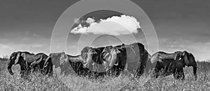 Greyscale panoramic shot of a group of elephants walking on the dry grass in the wilderness