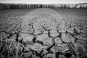 Greyscale of a parched land surrounded by greenery with a blurry background