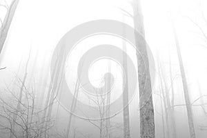 Greyscale Photography of Tall Trees in the Deep Forest of the Great Smoky Mountains National Park.