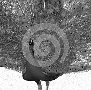 Greyscale shot of a beautiful peacock with an open tail