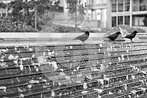 a greyscale shot of birds on an outdoor staircase