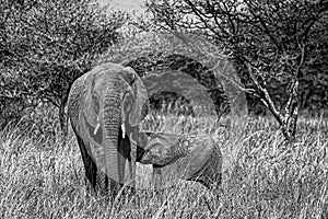 Greyscale shot of a cute elephant walking on the dry grass with its baby in the wilderness