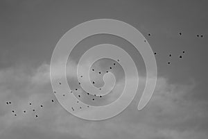 Greyscale shot of a flock of birds flying in the cloudy sky