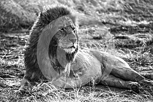 Greyscale shot of a magnificent lion lying on the ground captured in Masai Mara, Kenya