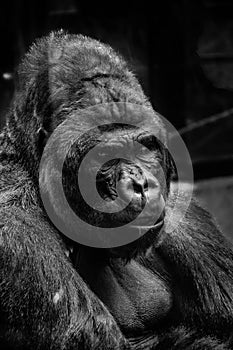 Greyscale shot of an old gorilla