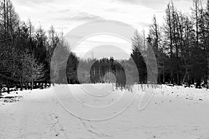 a greyscale shot of a Snowy Day at Spaunton Quary