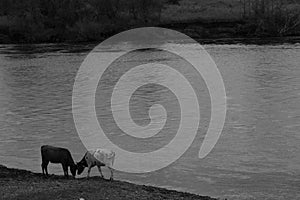 Greyscale shot of two cows grazing by the lake in Inner Mongolia