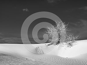 Greyscale of tree branches on the white sands in the Chihuahuan Desert in the US