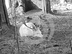 Greyscaled image - Albinotic fallow deer relaxing under trees in the forest, Bila, Beskydy.