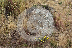 Greywacke rock with lichen and wild grass on Mt Davidson San Francisco, 2.