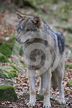 Greywolf
