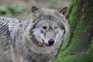 Greywolf