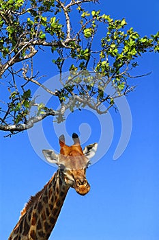 Griaffe (Giraffa camelopardalis)