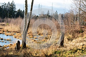 Gribskov forest in Denmark