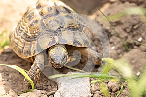 Grichchin`s tortoise outside in the green. Latin name - testudo hermanni