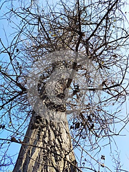 A grid of branches against the backdrop of the autumn sky