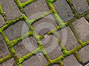 Grid of moss around the paving stones.