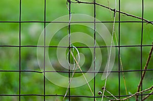 grid. in the photo, a grid of chain links on a green background