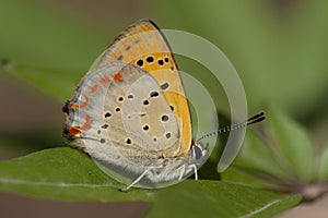 Griekse vuurvlinder, Ottoman's Copper, Lycaena ottomanus