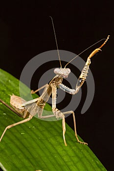 Griffin Mantis (Polyspilota griffinii)