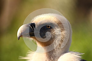 Griffin vulture