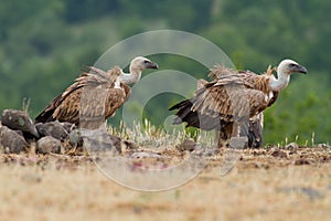 Griffin Vulture (Gyps fulvus)
