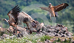 Griffin Vulture (Gyps fulvus) in Wildlife Reserve Madjarovo, Bulgaria