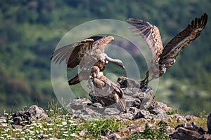 Griffin Vulture (Gyps fulvus) in Wildlife Reserve Madjarovo, Bulgaria