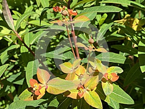 Griffith`s spurge / Euphorbia griffithii / Himalaja Griffiths Wolfsmilch, Feuer-Wolfsmilch oder Himalaya-Wolfsmilch