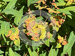 Griffith`s spurge / Euphorbia griffithii / Himalaja Griffiths Wolfsmilch, Feuer-Wolfsmilch oder Himalaya-Wolfsmilch