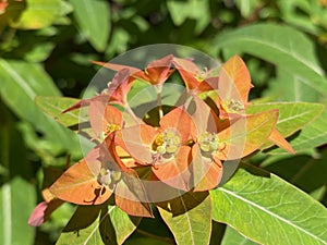 Griffith`s spurge / Euphorbia griffithii / Himalaja Griffiths Wolfsmilch, Feuer-Wolfsmilch oder Himalaya-Wolfsmilch