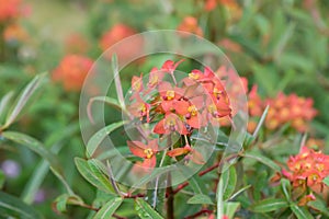 Griffiths spurge Euphorbia griffithii Fireglow, plant with brick-red flowers