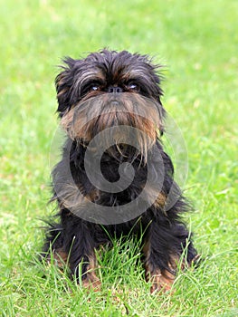 Griffon Belge dog in the spring garden