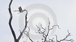 Griffon, the black vulture, National Park, India