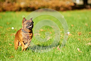 Griffon Brussels petit brabancon dog