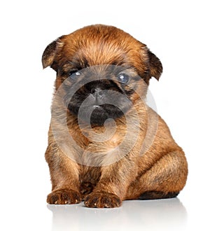 Griffon Bruxelles puppy on a white background