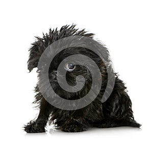 Griffon Bruxellois (3 months)