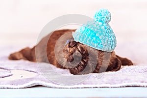 Griffon Bruxellois Petit Brabanson puppy in hat sleeping on blanket studio portrait
