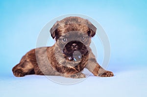 Griffon Bruxellois Petit Brabanson puppy laying on blue background studio portrait