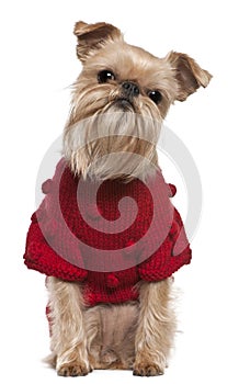 Griffon Bruxellois in red sweater photo