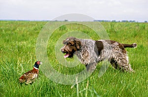 GRIFFON KORTHAL Korthal Dog or Wire-Haired Griffon Dog hunting Common Pheasant