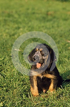 Griffon Nivernais Dog, Pup sitting on Grass