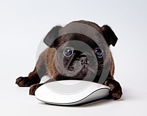 Griffon puppy dog with computer mouse