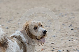 Griffon Vendeen basset dog looking over its shoulder at camera