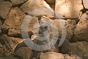 Griffon volture (gips fulvus) photo