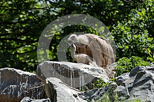 Griffon vultur in the forest