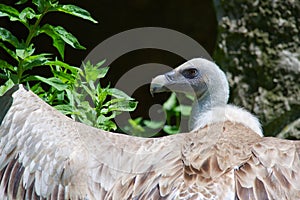 Griffon Vulture