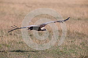 Griffon Vulture